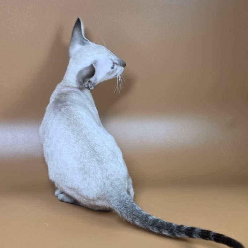 Yarina Siamese female, black spotted tabby