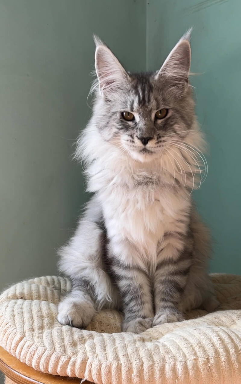 Zorro Maine Coon male, black silver spotted tabby