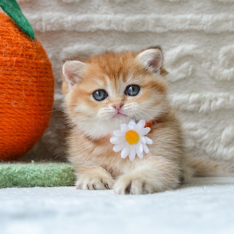 Claire British Shorthair female black golden shaded - live animals