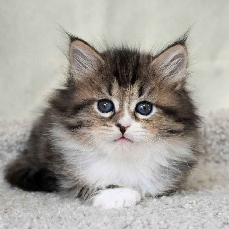 Lukas Siberian male, black spotted tabby with white