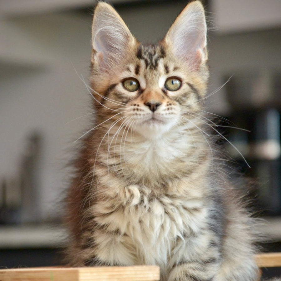 Yathana Maine Coon female, black tabby