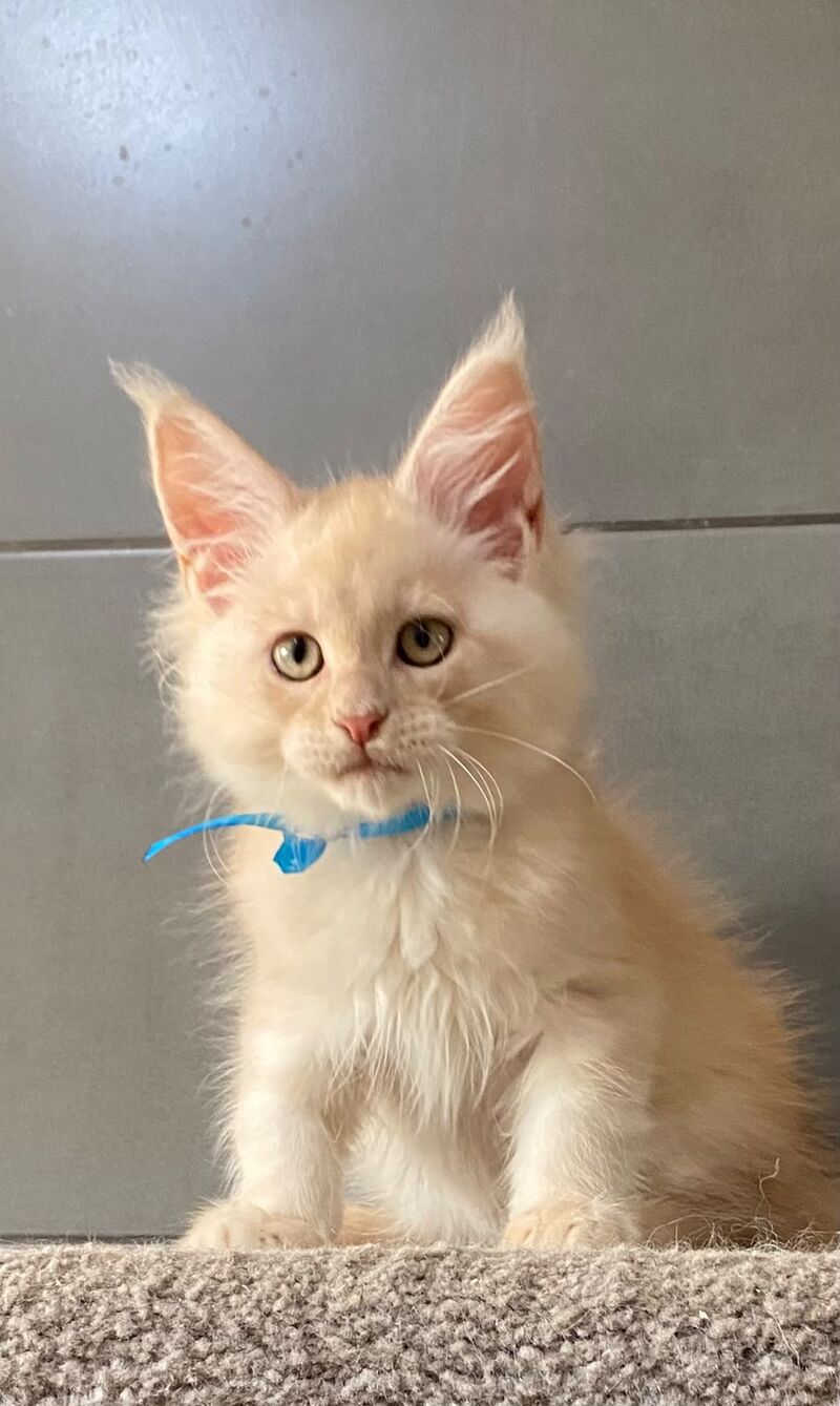 Wakayama Maine Coon male, cream silver tabby