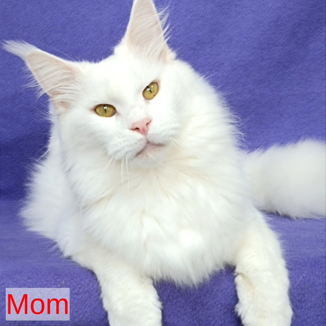 Quester King Maine Coon male, blue tabby