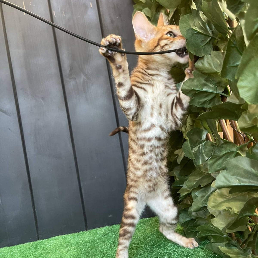 Wulfric Toyger male, black tabby