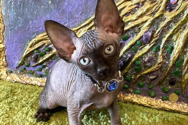 Adelina Canadian Sphynx female, black