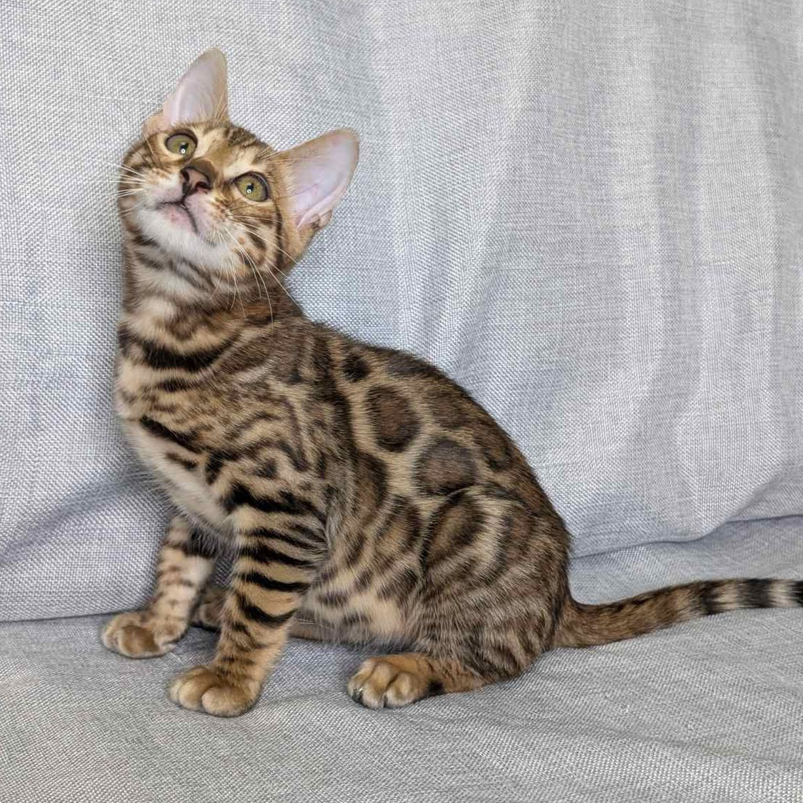 Dexter Bengal male, black spotted tabby