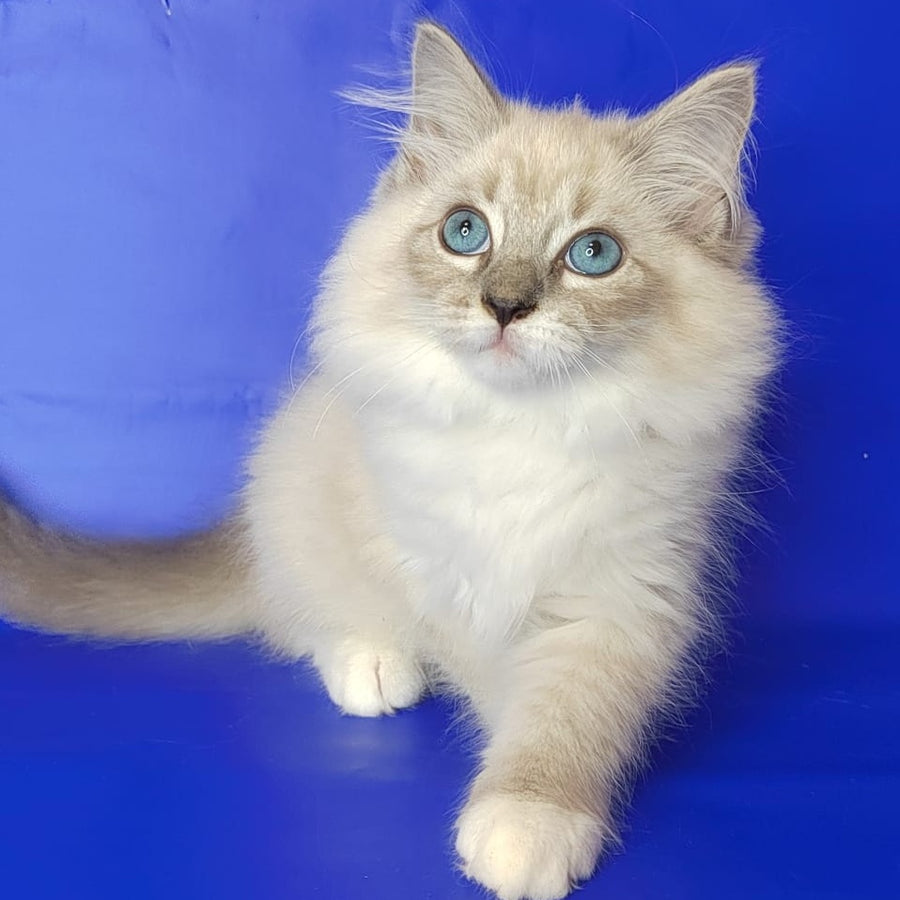 Kovboj Siberian male, blue tabby pointed with white