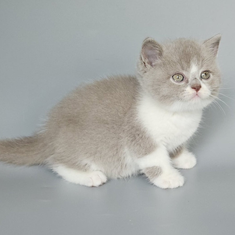 Bruno British Shorthair male, fawn bicolour