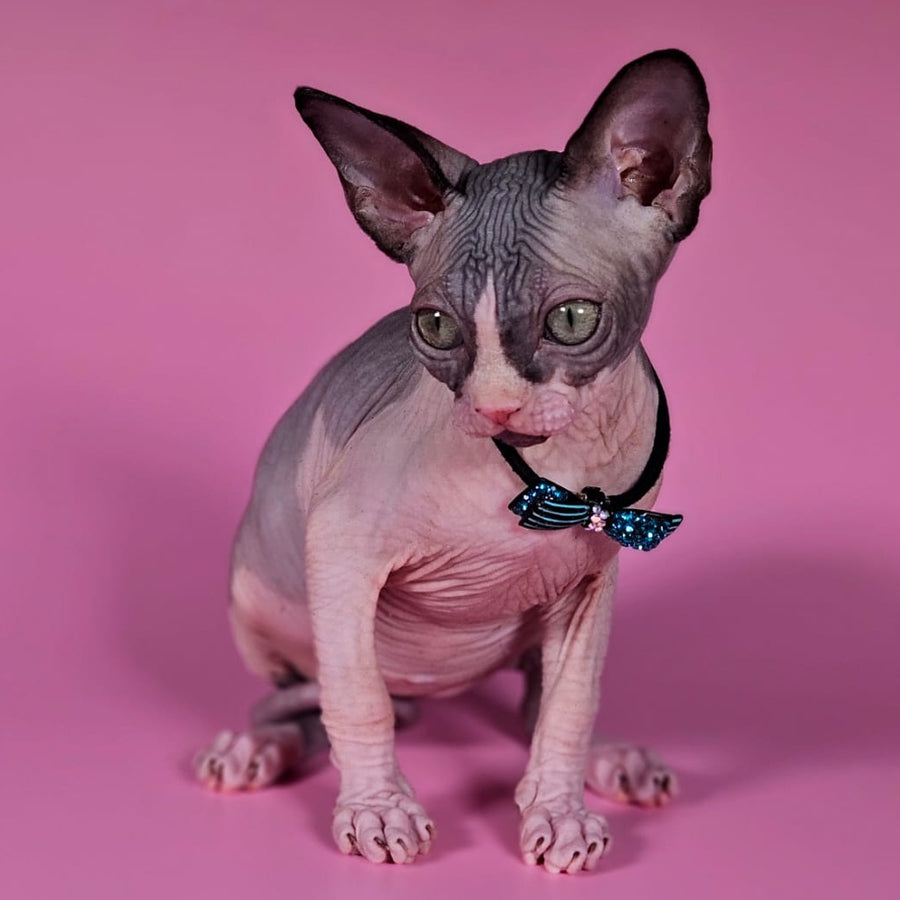 Basalt Canadian Sphynx male, black bicolour