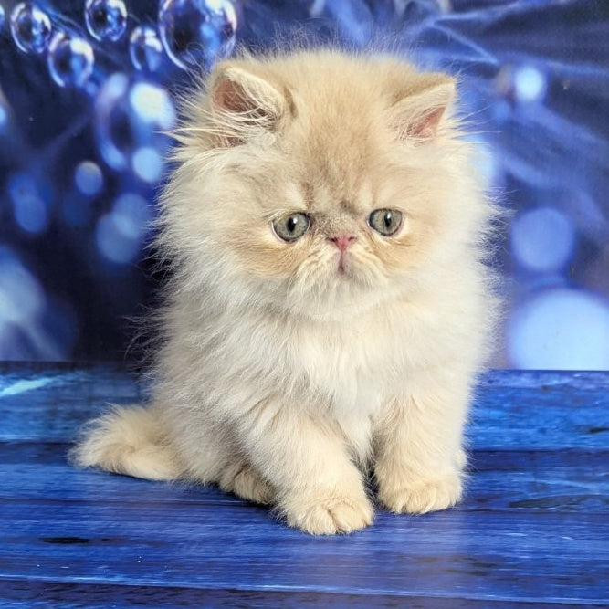 Timoti Persian male, cream tabby
