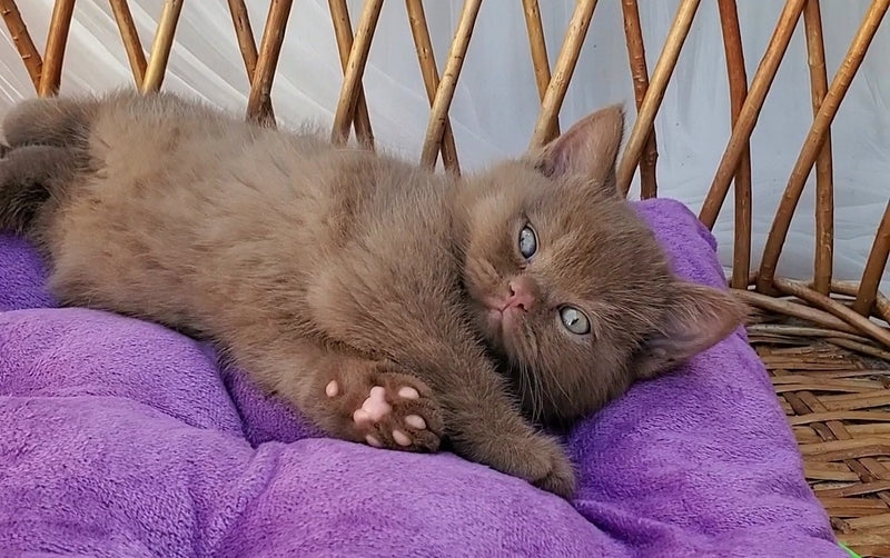 Xammer British Shorthair male, cinnamon