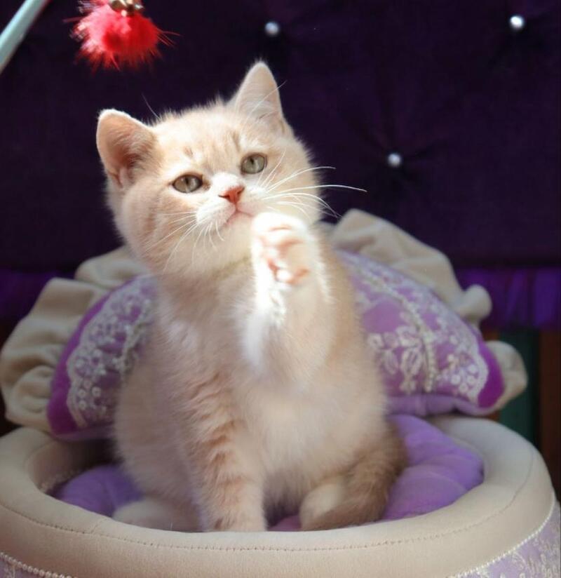 Perla British Shorthair female lilac golden shaded - live animals