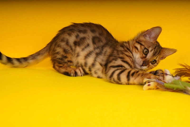 Jaguar Bengal male, black spotted tabby