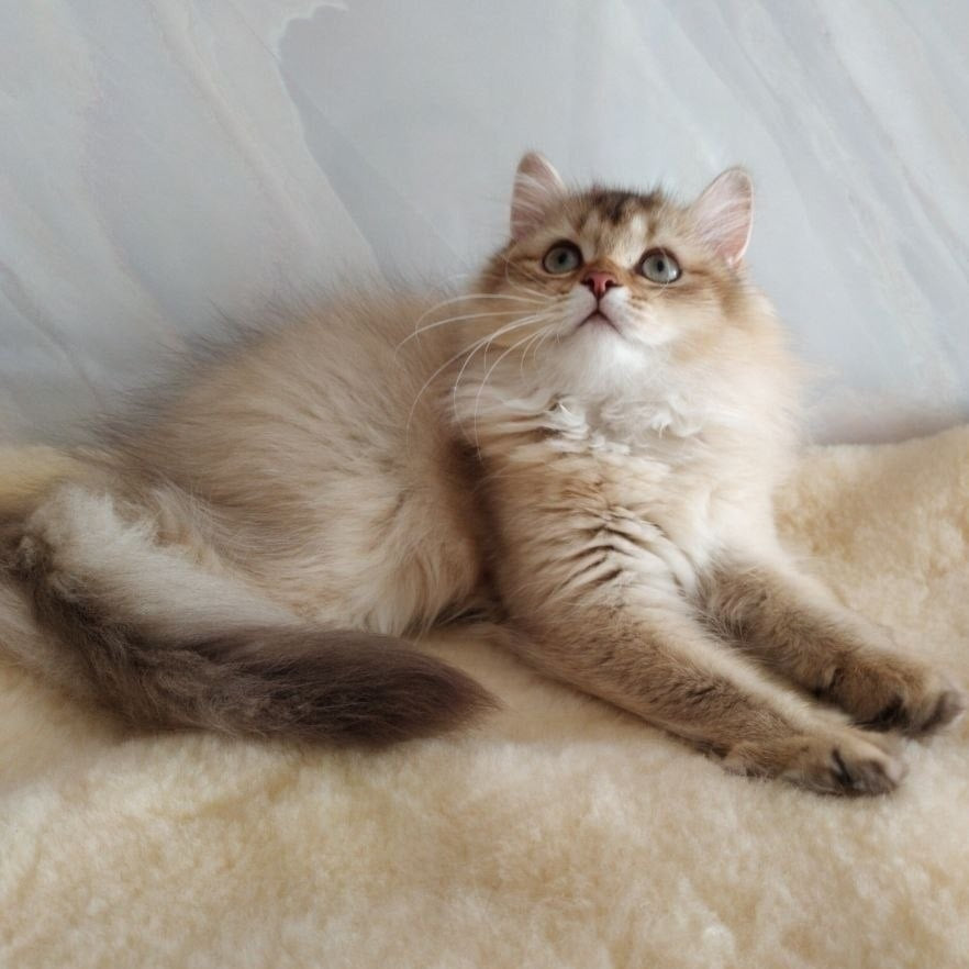 Corby Scottish Straight male, chocolate golden ticked tabby