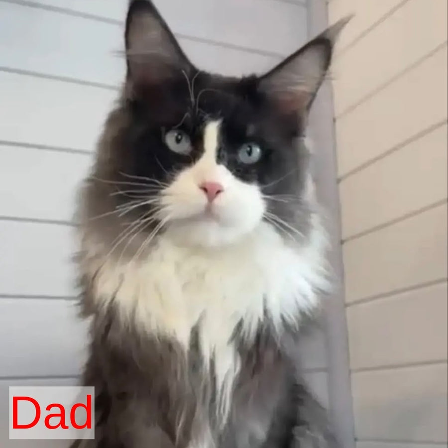Alf Maine Coon male, red tabby with white