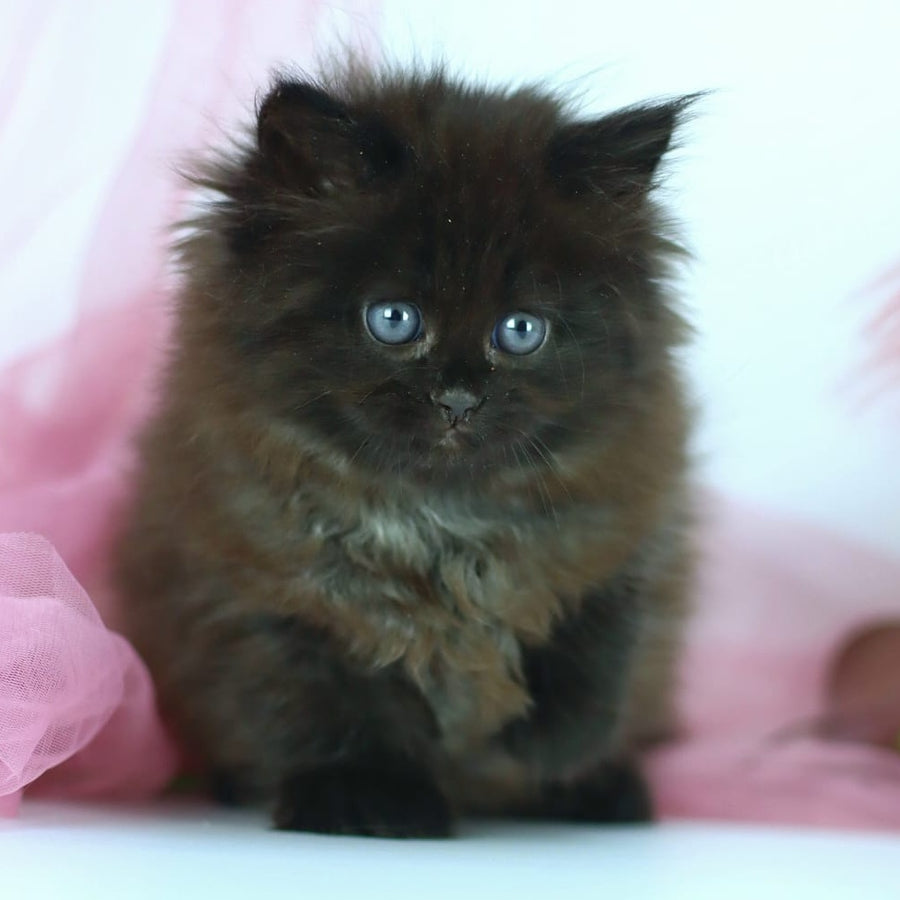 Hugo Boss Persian male, black