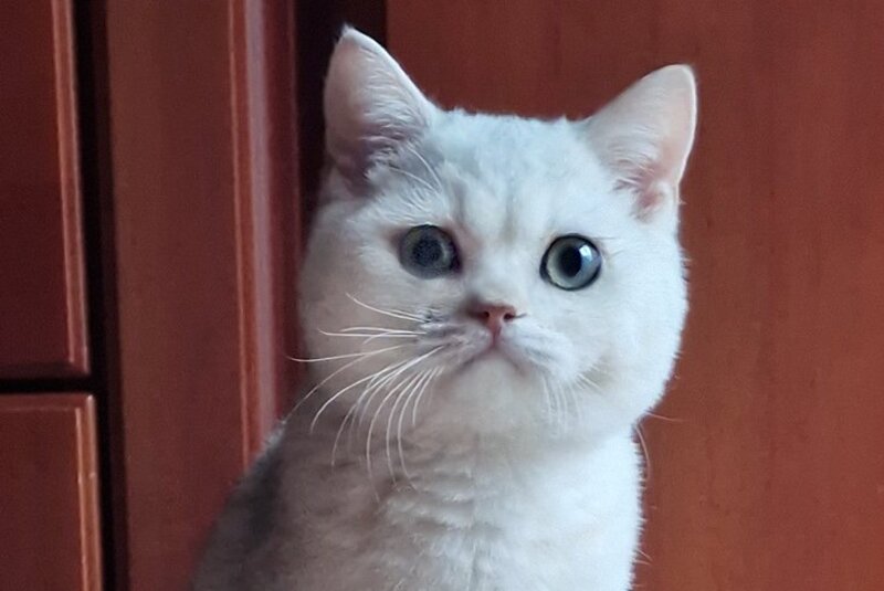 Stepan British Shorthair male, black silver shaded