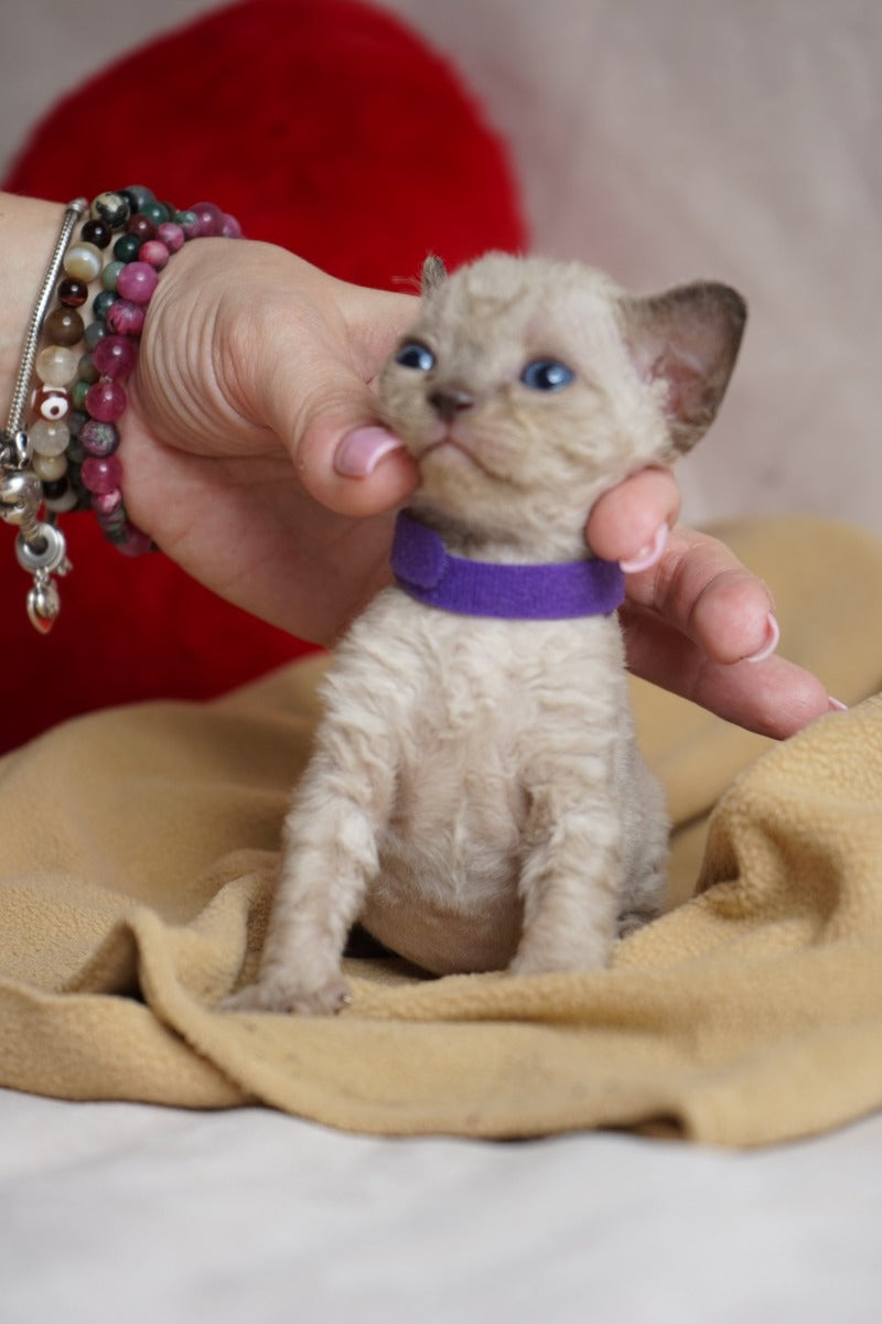 Naila Devon Rex female chocolate pointed - live animals