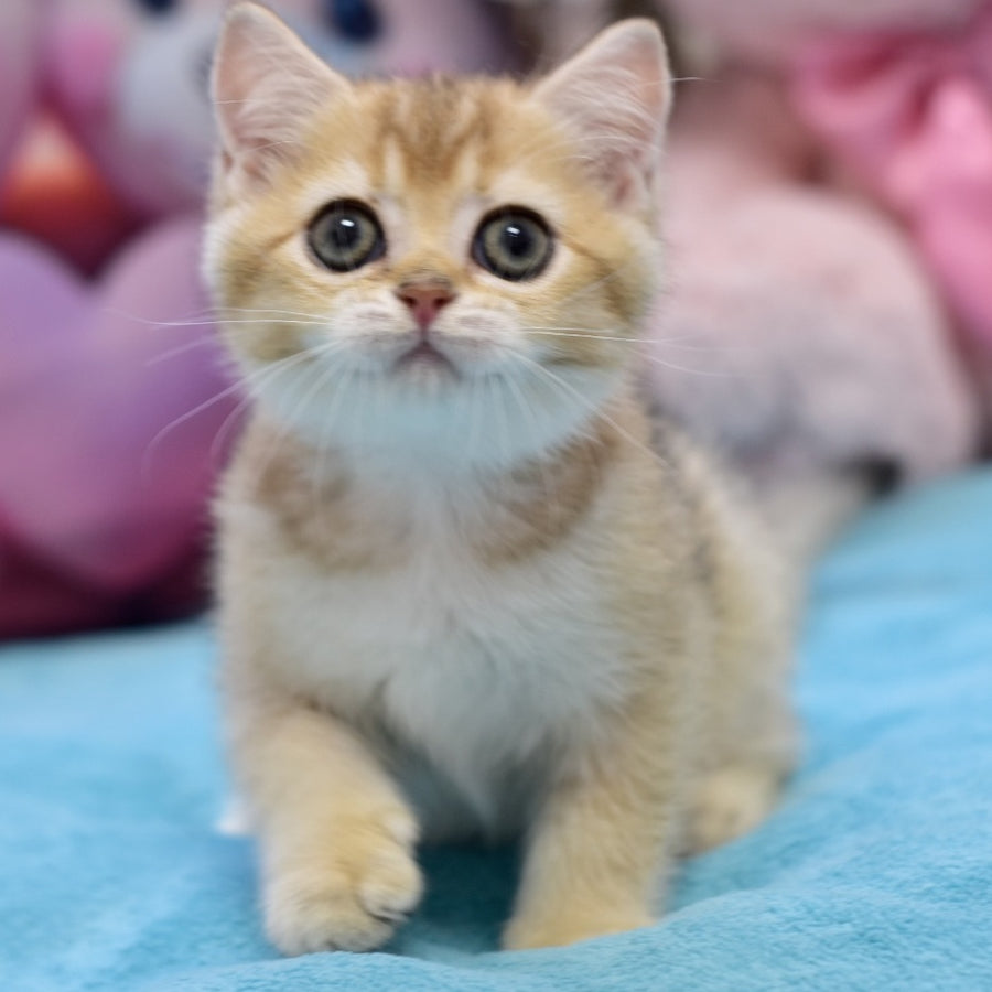 Finik British Shorthair female, black golden ticked tabby