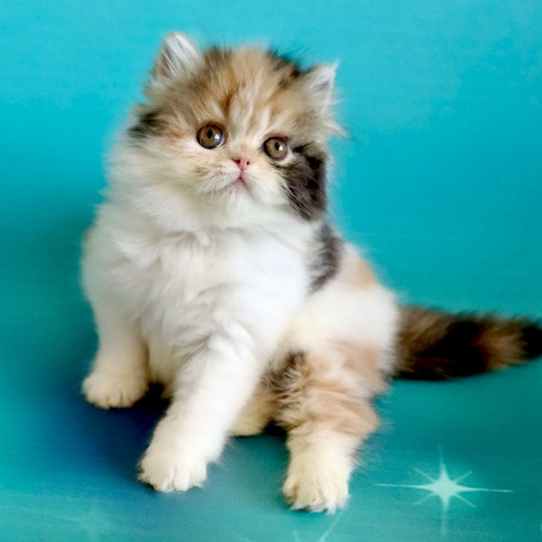 Nora Persian female, black tortie bicolour