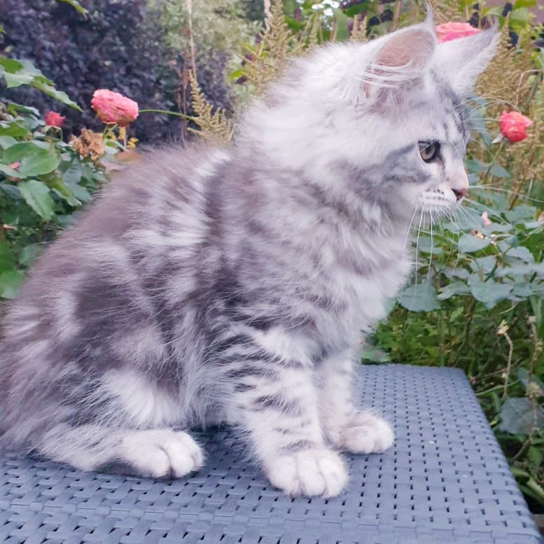 Irbis Maine Coon male, black silver tabby