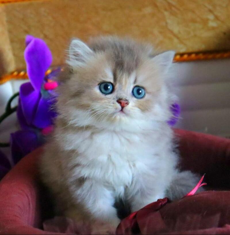Ivory British Longhair female, blue golden ticked tabby