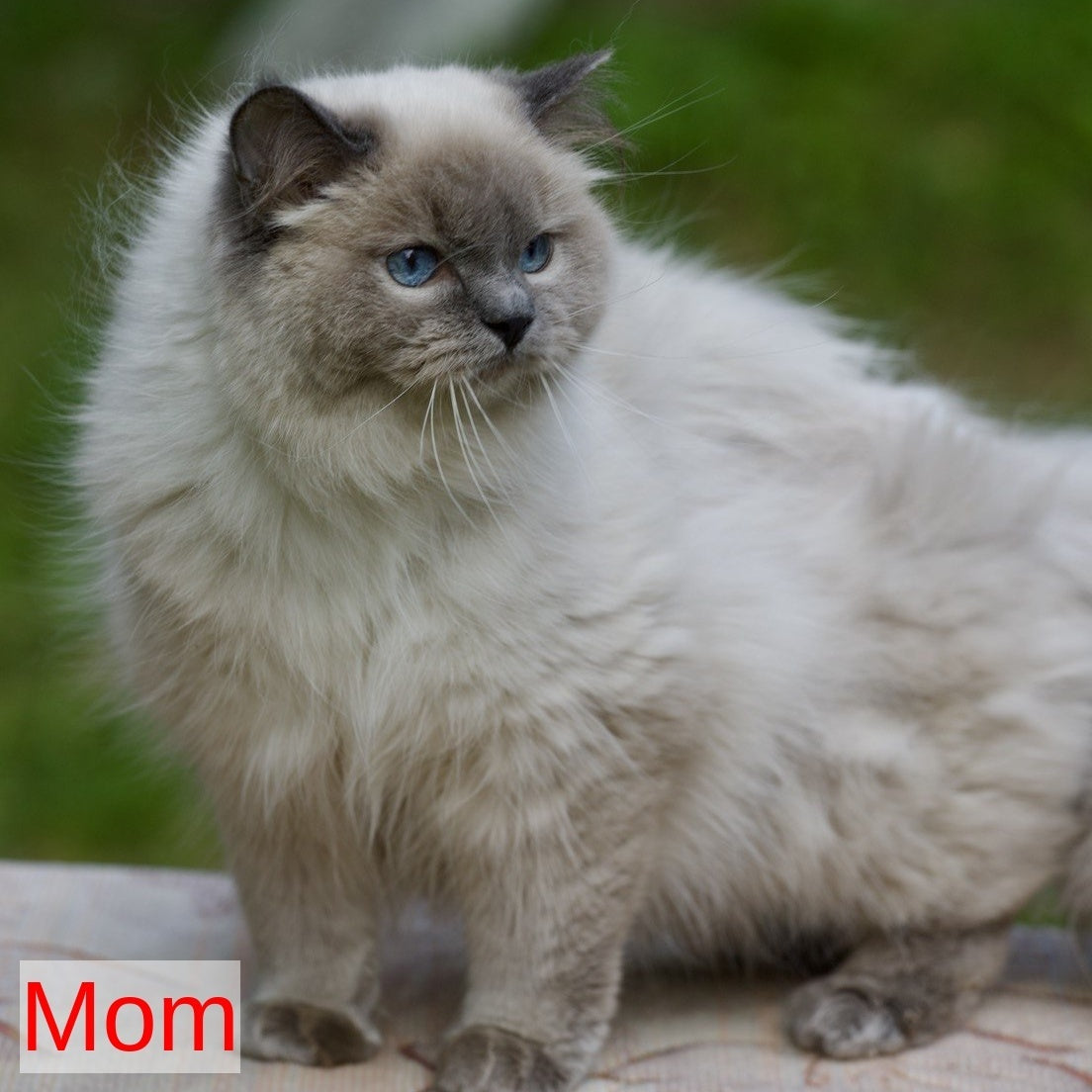 Roddy Ragdoll male, blue mitted
