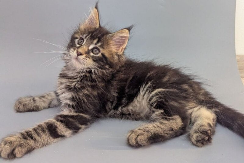 Holly Maine Coon female, black tabby