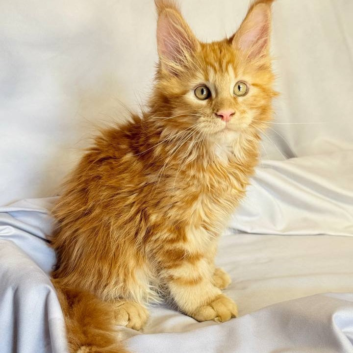 Mufasa Maine Coon polydactyl 6x6x6x6 male, red with white