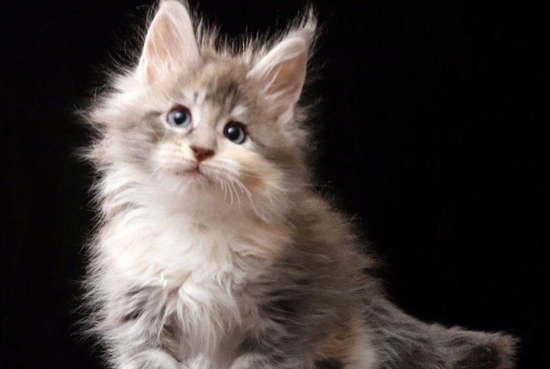Naomi Maine Coon female, blue tortie silver tabby bicolour