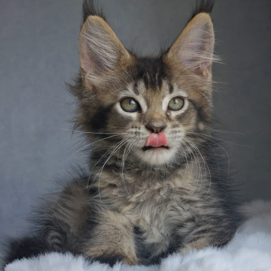 Pilar Maine Coon female, black ticked tabby