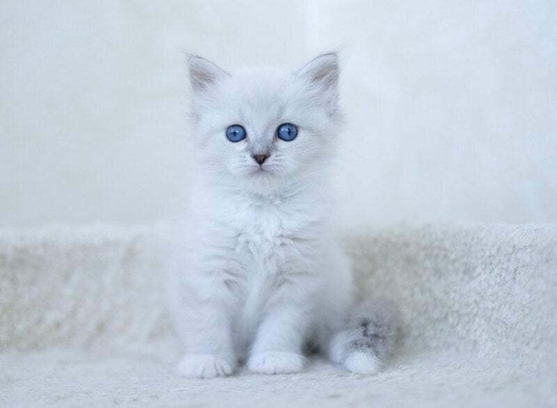 Hurma Siberian female, blue with white tabby pointed