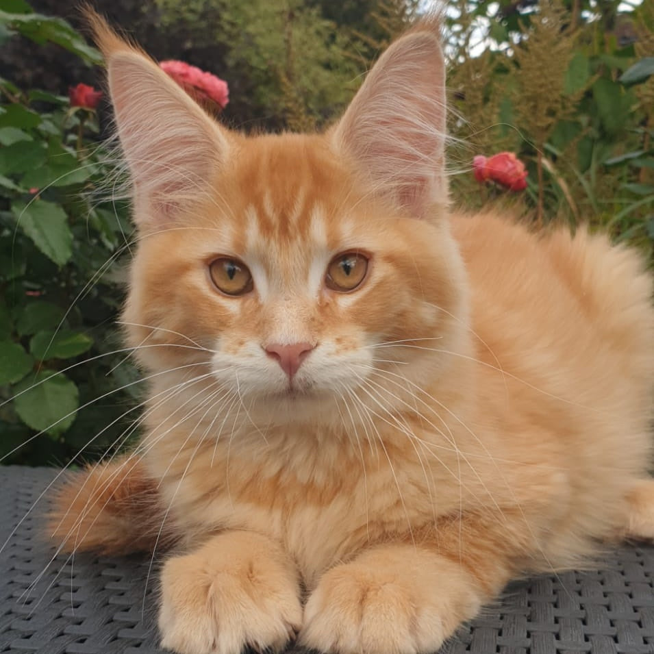 Hugo Maine Coon male, red ticked tabby