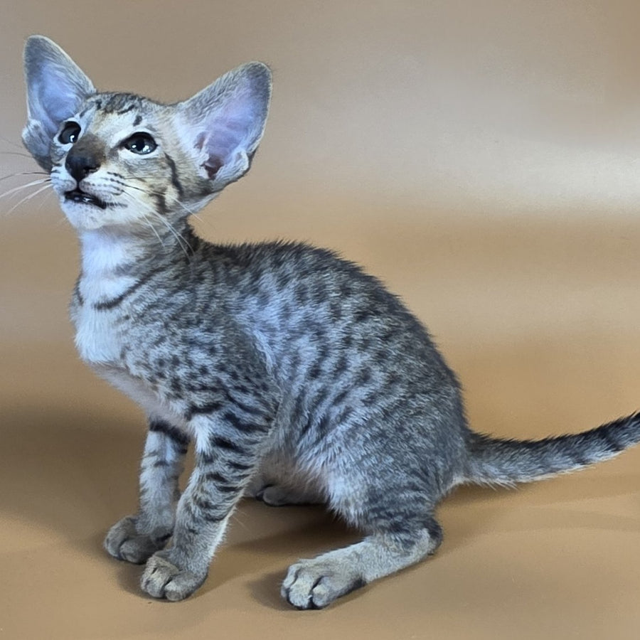 Yorick Oriental Shorthair male, black spotted tabby