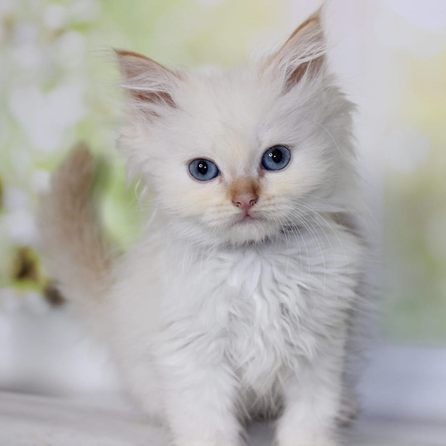 Onegin Siberian male, red tabby pointed