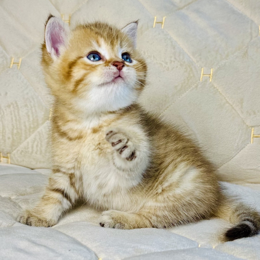 Grant British Shorthair male, chocolate golden spotted tabby