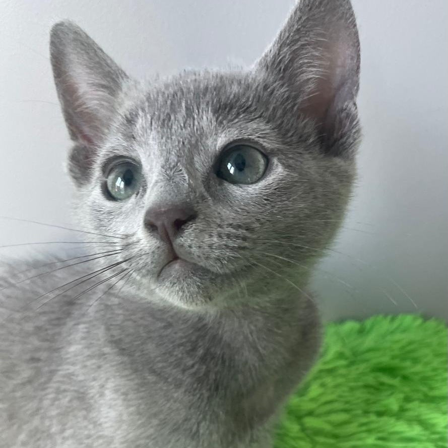 Noi Russian Blue male, blue