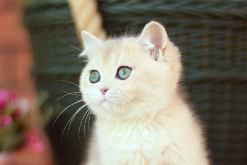 Maryana British Shorthair female, blue golden shaded