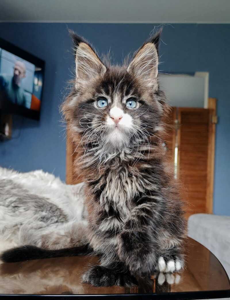 Pandora Maine Coon polydactyl female, black tabby with white