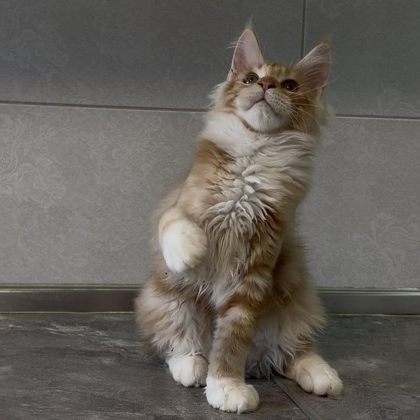 Adam Maine Coon male, red with white