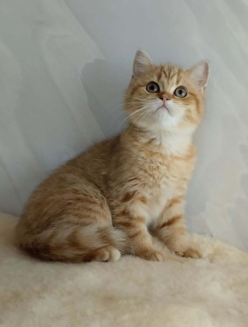 Agatha British Shorthair female, chocolate golden spotted tabby