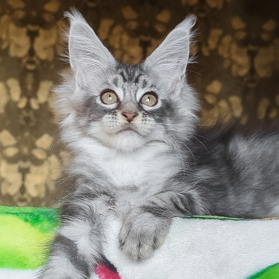 Izida Maine Coon female, black silver tabby