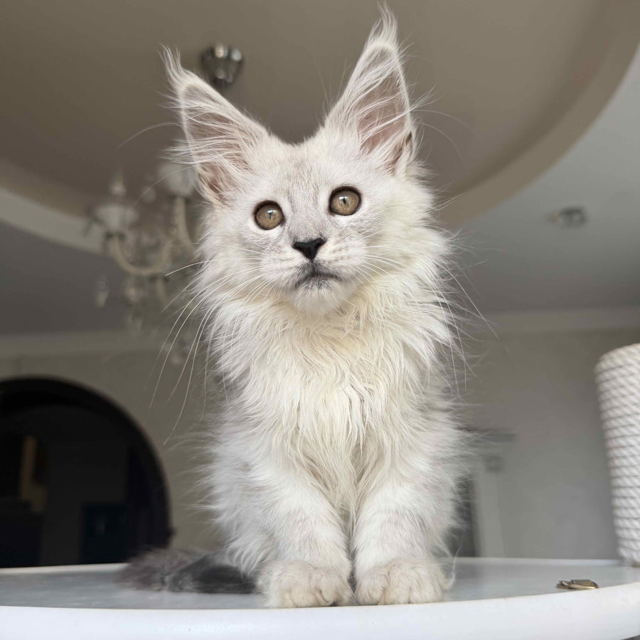 Diora Maine Coon female, black silver shaded