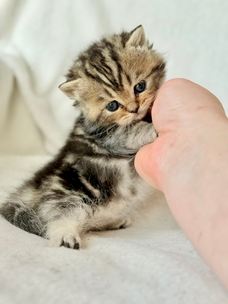 Umi Munchkin female, black tabby