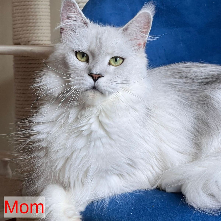 Nino Maine Coon female, black tortie silver bicolour