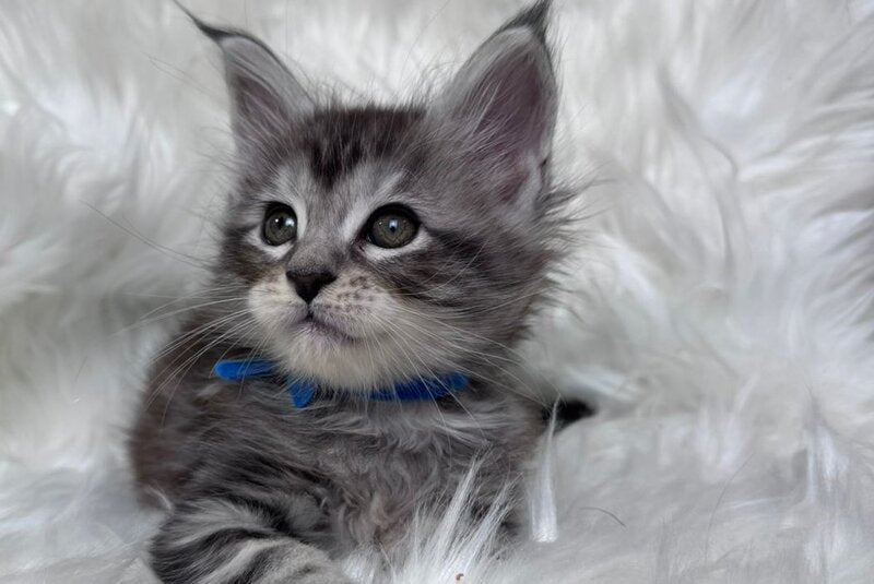 Caleb Maine Coon male black silver tabby with white - live animals