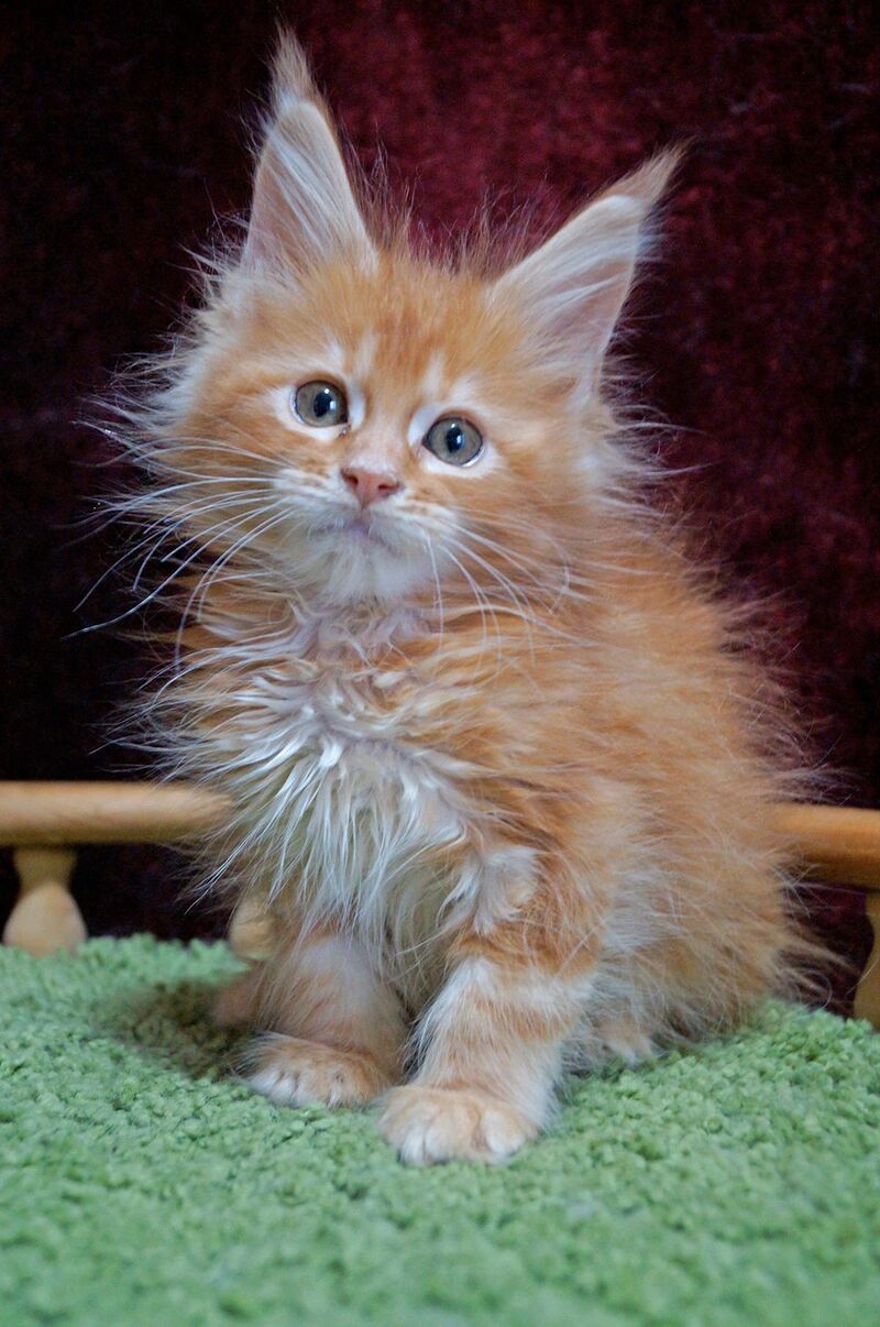 Orel Maine Coon male red silver tabby - live animals