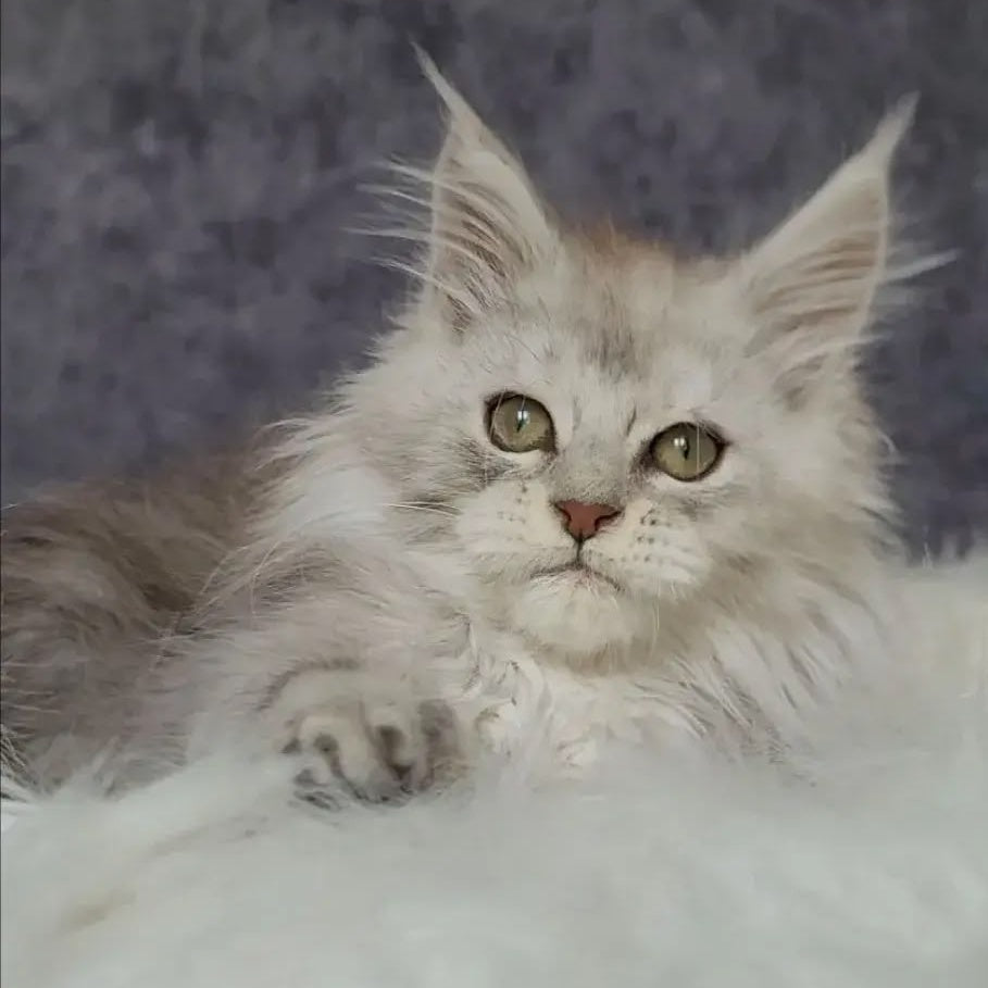 Harold Maine Coon polydactyl 6x6x6x6 male, black silver tabby