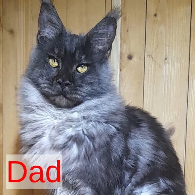 Cosmo Maine Coon male, black silver