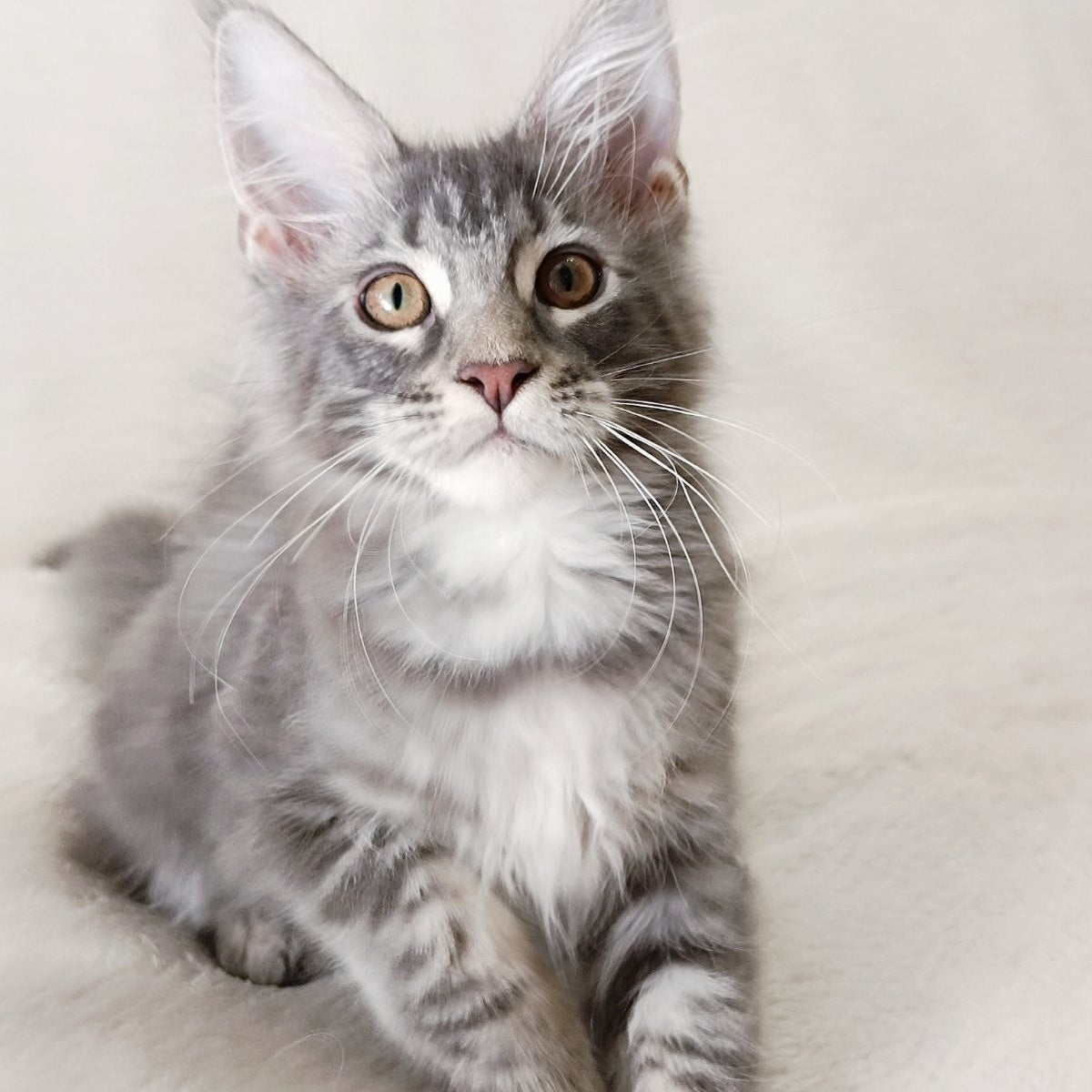 Quartz Beauty Maine Coon female, blue tabby